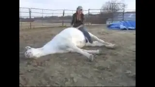 Hank - AWESOME well trained gelding ValleyViewRanch.net