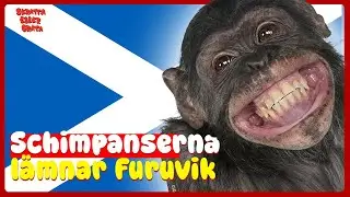 Schimpansen lämnar Furuvik, nazistbordell & årets googlingar – Skratta eller gråta