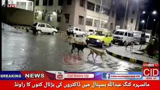 Dog Raj in Mansehra King Abdullah Hospital