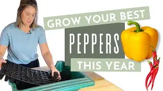 How to grow PEPPERS from seed + get your BEST crop this year!  🌶 🫑 Sweet or Spicy Peppers 🫑🌶