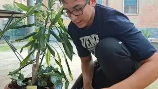 Ho ricreato una foresta pluviale in un vaso🌴🌴