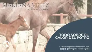 TODO sobre el calor del potro   Reproducción después del parto en yeguas