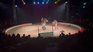 Spindler-Family Comedy Horse Act/ Trierer Weihnachtscircus 2025/26