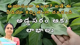 ఊపితిత్తులకు గొప్ప ఔషధం! అడ్డసరం ఆకు! #benefitsofayurveda #ayurveda  #addasaram