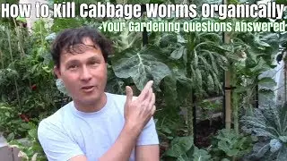 How to Kill Cabbage Worms Organically + Your Gardening Questions Answered