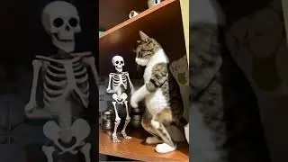Gatto che balla con scheletro Hallowen style #halloween #gatto #cats ##funny #skeleton