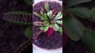 Мухоловка против гусеницы / Flycatcher vs caterpillar #dionaea #flycatcher #dionaeamuscipula