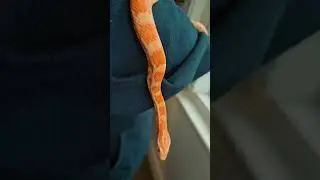 is cominggg!!#petshenanigans #reptiles #snake #babyreptile #fun #scarycute #funny