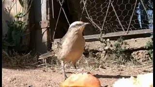 Sabi&aacute; do Campo e Bem Te Vi - C&acirc;mera de Trilha Mini 301