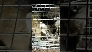 Caught a fisher or marten in my skunk trap... WHICH IS IT?