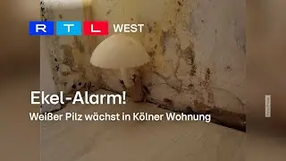 Ekel-Alarm! Wei&szlig;er Pilz w&auml;chst in K&ouml;lner Wohnung | RTL WEST, 22.08.2023