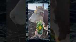 tega kamu mas🥺 #trendingshorts #animals #ytshorts #lucu