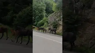 Кавказские Горы #mountains #adventure #travel #vlog #russia #nature #horse #shorts #june