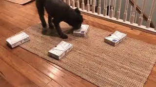 Indi Scentwork 007.00 boxes discrim 9.23.19