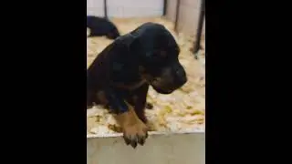 Meet Nyx 🖤 The Little Boss with a Big Personality | Bossy Puppy Energy