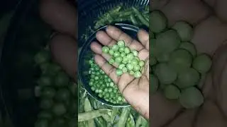 பச்சை பட்டாணி @EASYCOOKING-TAMIL  #easycookingtamil #green #healthy #tips #பட்டாணி #peas #green