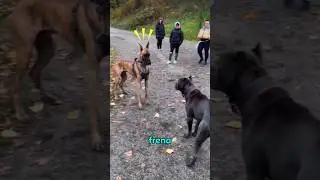 Este gran dan&eacute;s se asust&oacute; con el cane Corso  #canecorso #perros