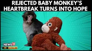 Baby Macaque Punch Becomes Global Sensation After Finding Comfort In Plush Toy | N18G | 4K Video