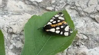Schmetterling am Feigen Blatt &ndash; Bucht Kroatien Krk &ndash; Frankopan Castle &ndash; Jakob Hofer FZ83