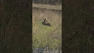Заяц Русак за обедом.( Lepus europaeus).