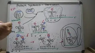 Protein synthesis-Translation | USMLE step 1 | Lecture 17