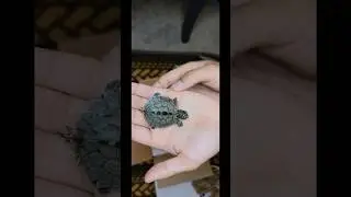 New baby Southern Black Knobbed Sawback Map Turtle came today #Turtle