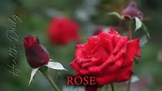 Top Anti-aging Herbal Plants you should try!!!#video #trending #healthtips #fyp #viralvideo #fypシ゚