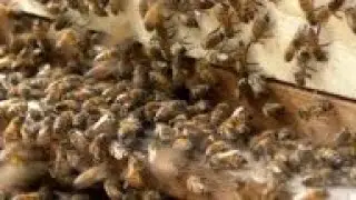 Honey price spirals as  Rwanda's bees disappear