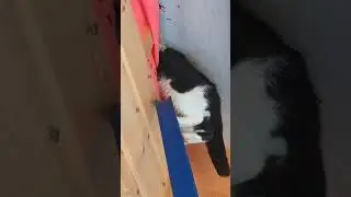 TG мои истории спасения (irescue) #cat #кот #спасениеживотных #котик #помощьбездомным