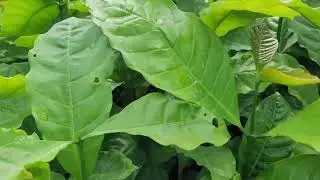 Mua giống cà phê xanh lùn (ghép/hạt) ở đâu ?Lh cây giống PhúThịnh: 0908.49.22.66