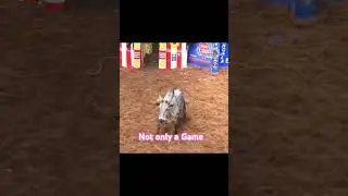 Jellikkett festival #jellikattu#treditional#trending#art#compilation#creativity@MrBeast@YouTube