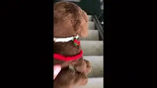 😆💰Treasure hunt day !!! 🏴&zwj;☠️😝￼|cutiepututiesquad🐾|#cute#stuffedanimals#fun