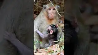Monkey Grab In Cambodia Good All Monkeys In Khmer #162