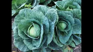 10 Incredible Health Benefits of Cabbage