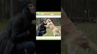 Dog 's unconditional love and constant companionship.