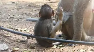 Baby Play Around near Angkor!!