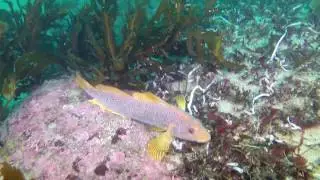 Dive 459: Middle Reef to Granite Point