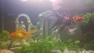 Golden fisch aquarium