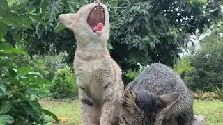 Weekend in the Natural Forest Accompanied by Crying Animals| Tree climbing | POPO Cat