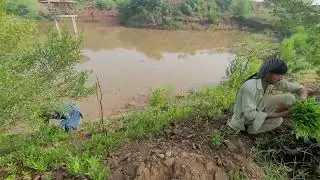 Checking Erosion with the help of Local Shrubs (Sanatha or Hop Bush) and Plants in Pothwar Region.