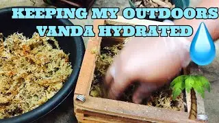 Vanda Orchid Care Tips for Hanging Wooden Basket  Outdoors