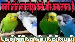 Budgies Parrot Fast Pairing Tips | Bajri toton ka joda kaise lagaye | Budgies joda lagane ka tarika