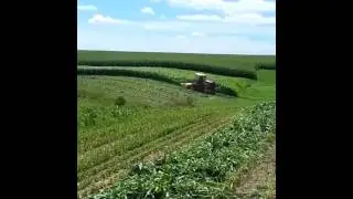 cutting Sorghum Sudan grass