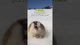 10/10 would still lose a fight to him. 🐭💀