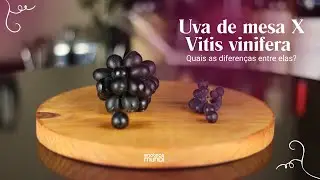 Uva de mesa X Vitis vinifera: quais as diferen&ccedil;as entre elas