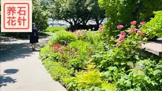 多伦多音乐花园 - 七月 1 - 疫情后第一次拜访 Toronto Music Gardens