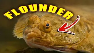 Flounder Fishing Pier and Marina
