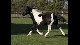Basil - Unbroken American Paint X Cob Gelding