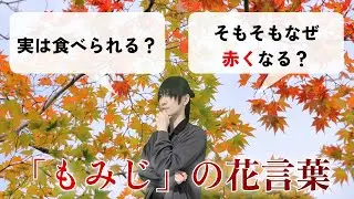 もみじの花は春に咲く？紅葉狩りで話せるもみじの雑学