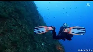 Corals on a Budget: Build a Stunning Reef Without Breaking the Bank